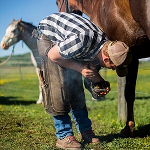 Farrier shoes a horse