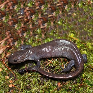 Jefferson salamander (Scott Gillingwater/Flickr/(CC BY-NC-ND 2.0))