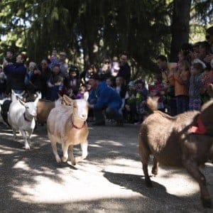 Running with the Goats in Victoria, BC.
