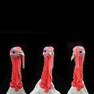 portraits of turkey-cocks gray on a black background (high-resolution images)
