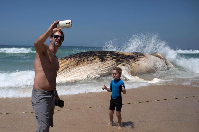 A man takes a selfie in front of a 12 meters whale that was found dead at Ipanema beach in Rio de Janeiro, Brazil, on November 15, 2017. (Leo Correa/AFP/Getty Images)
