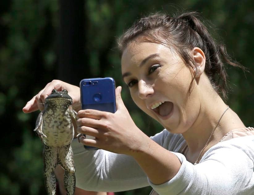 Samantha Brill, representing state Sen. Joel Anderson, R-Alpine, takes a selfie with her frog "Sir Frogs-a-lot" before participating in the 43rd annual Capitol Frog Jump, Wednesday, May 10, 2017, in Sacramento, Calif. "Sir Frogs-a-lot" finished with a three-leap total of 9 feet, 6.5 inches. The contest is held in advance of the Calaveras County Fair and Jumping Frog Jubilee which runs May 18 to the 21st in Angels Camp. (Rich Pedroncelli/AP)