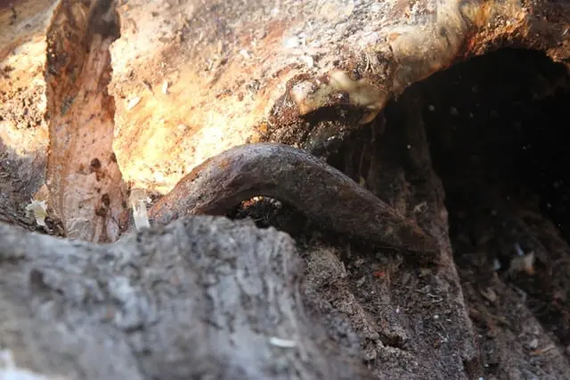From David Barry: in the last three years I started to mill some of the big trees that I removed due to ill health and storm damage. I found in some of the older trees that I would hit metal from time to time so where that metal came from I am unsure but a lot of trees were peppered with metal from the Halifax explosion back in 1917 in the city. I have worked as an Arborist for the last 23 years so now I recycle a lot of the older trees into custom works.