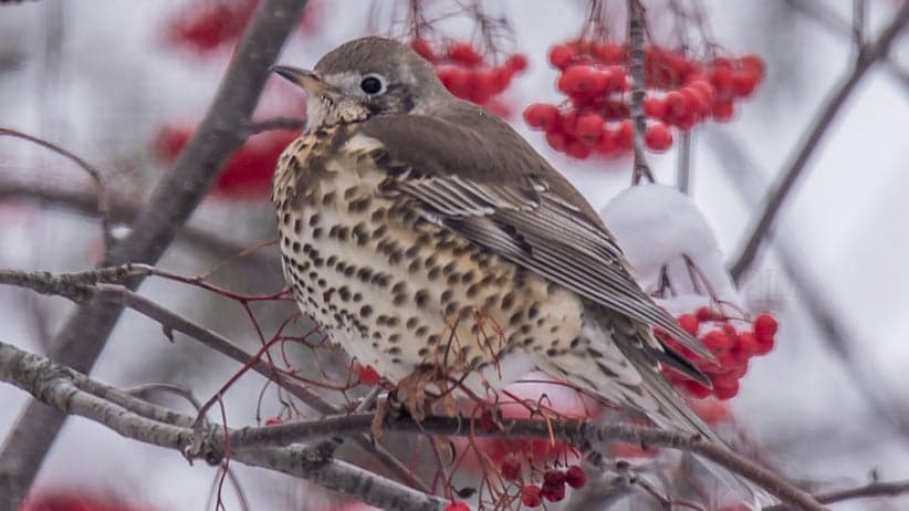 Mistle thursh in Miramichi. (Peter M Gadd)