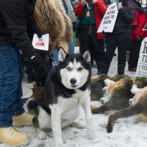 Anchorage resident Terry Fischer, with his Alaskan Husky Litho, happens into the People For the Ethical Treatment of Animals protest prior to the ceremonial start of the Iditarod Trail Sled Dog Race, Saturday, March 3, 2018, in Anchorage, Alaska. (AP Photo/Michael Dinneen)