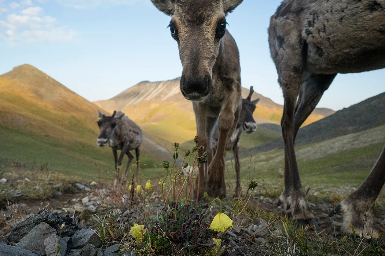 A month old caribou calf, from the Porcupine Caribou herd, moves through the Yukon’s Richardson mountains, having migrated from its’ birthing grounds in Alaska’s Arctic Refuge and passed through Canada’s Ivvavik National Park. (Peter Mather)