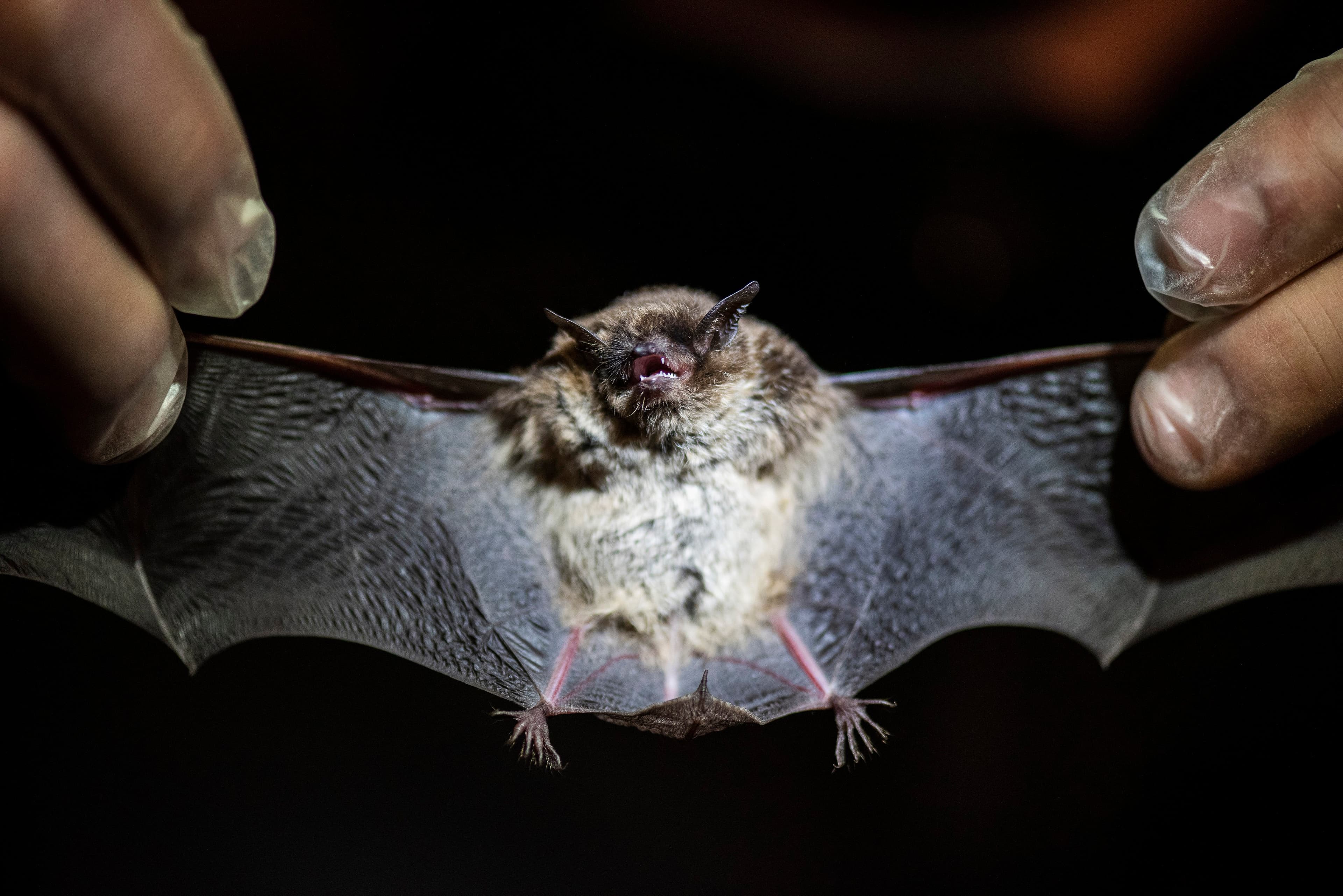 In this B.C. mansion, a massive bat colony hangs on for dear life