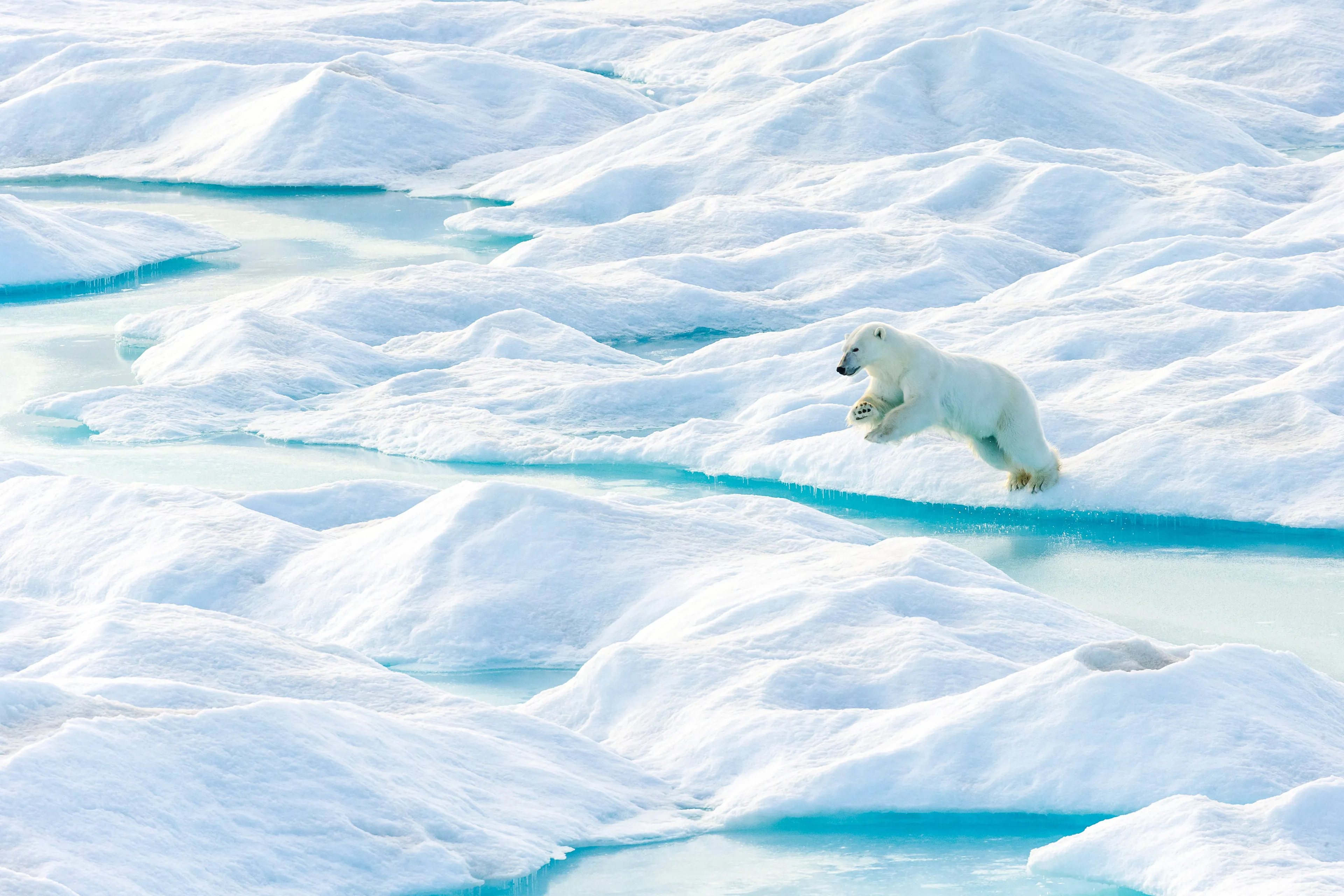 A polar bear leaps from an ice floe in Nunavut (Ralph Lee Hopkins/National Geographic Image Collection)