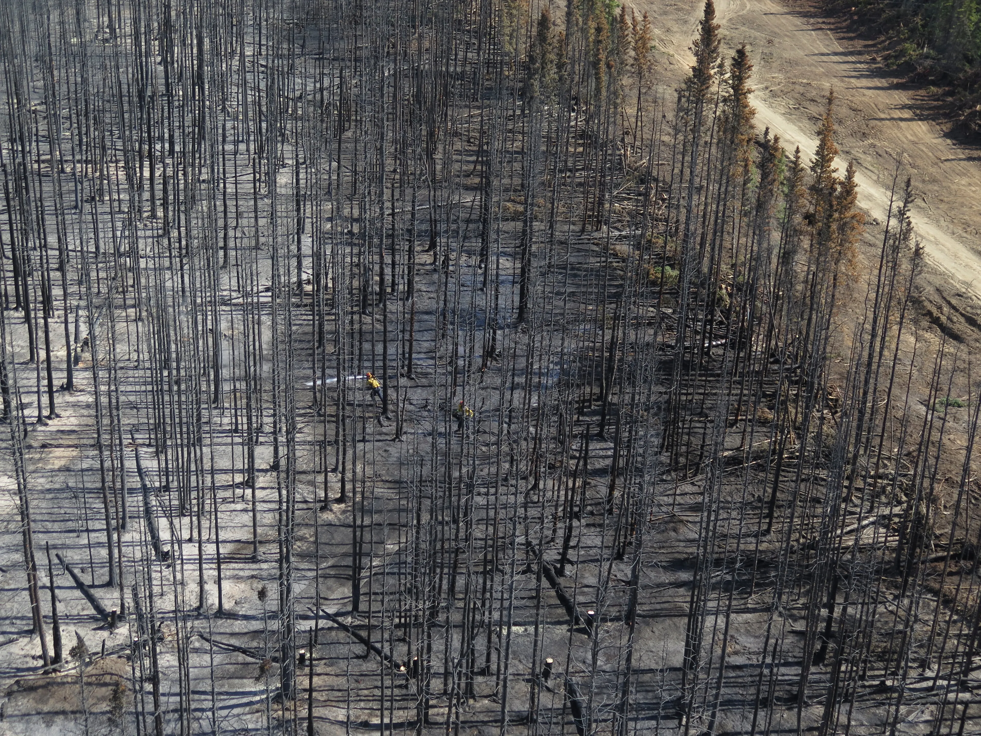 Firefighters at work in a stretch of scorched trees in Bear Creek, Southwest Yukon (Government of Yukon)