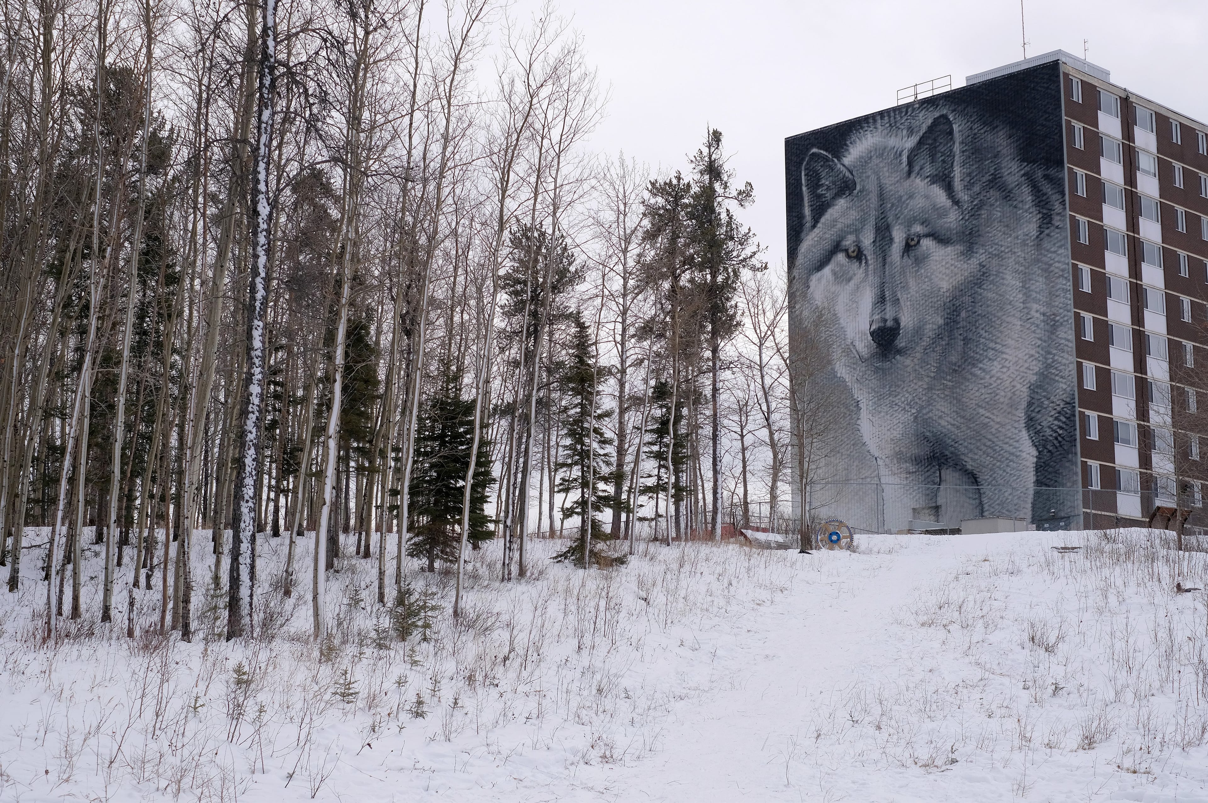 A reproduction of a Robert Bateman wolf painting on the side of the Highland Tower in Thompson, Man. (Photograph by Shannon VanRaes)