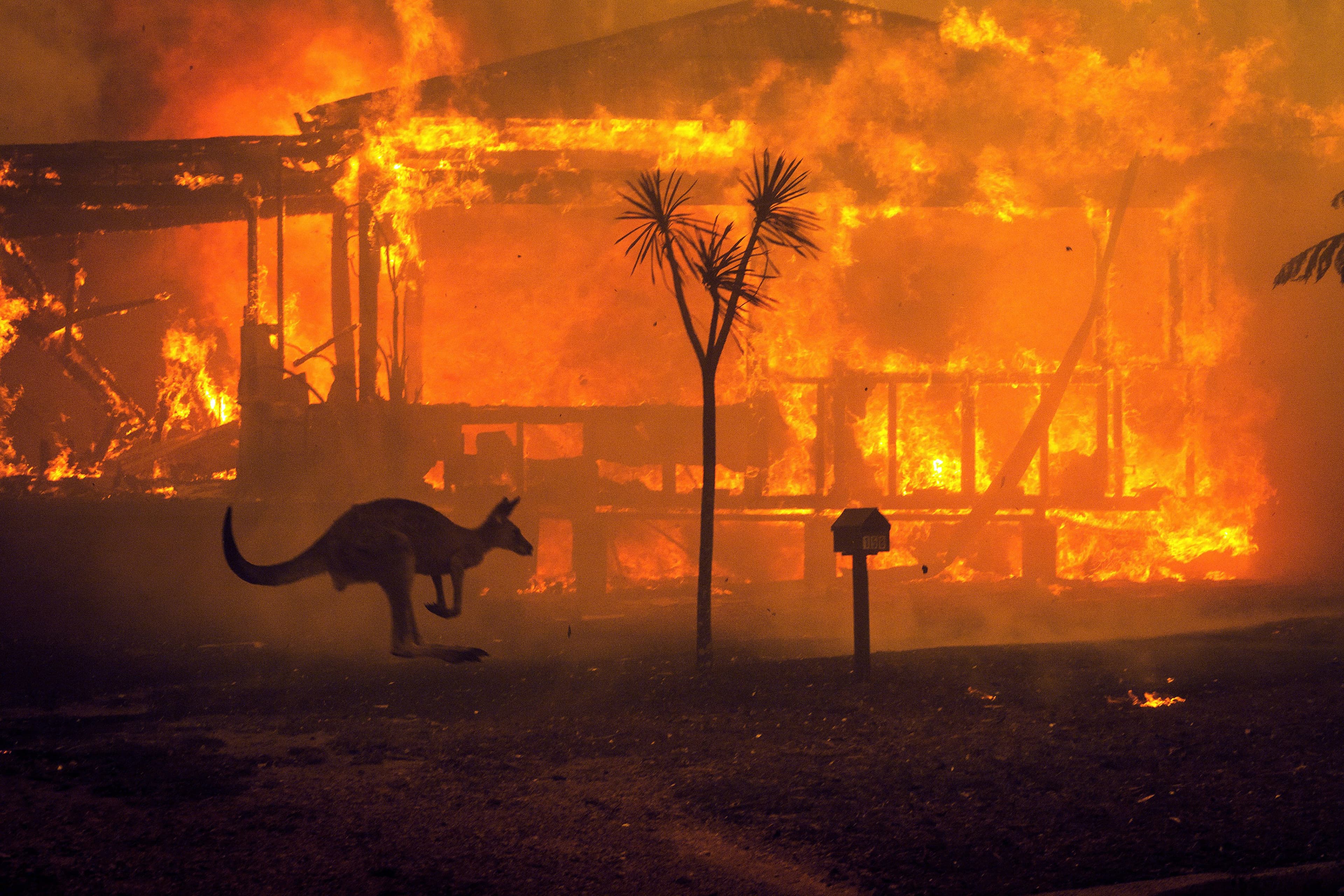 An Australian bushfire terrorizes every living thing in its path