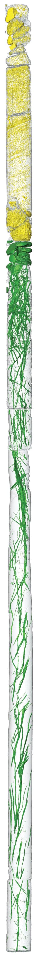 3D CT scan (Courtesy of J. Titschack/MARUM)