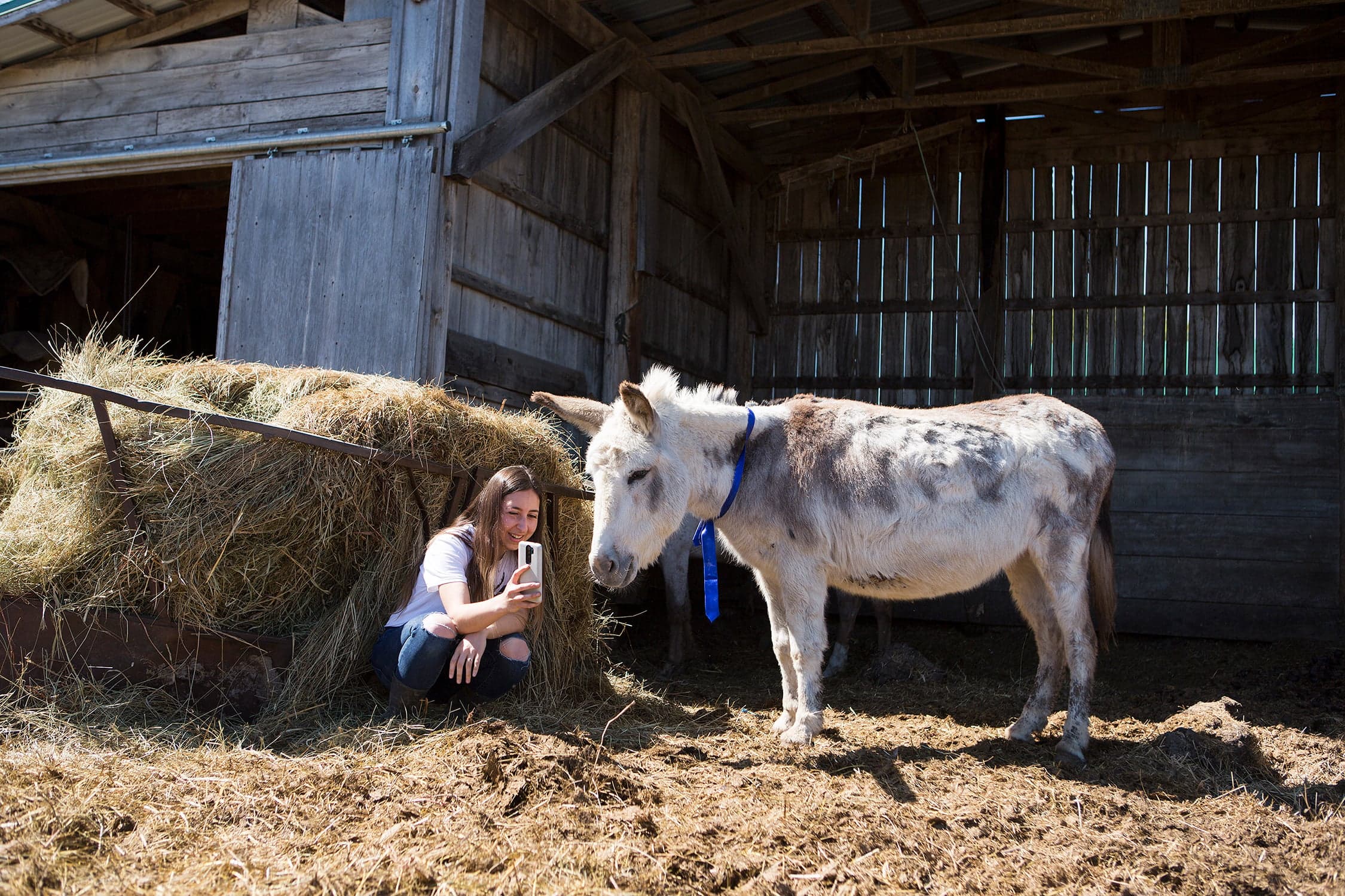 Meet Buckwheat, the donkey people are hiring to crash video meetings