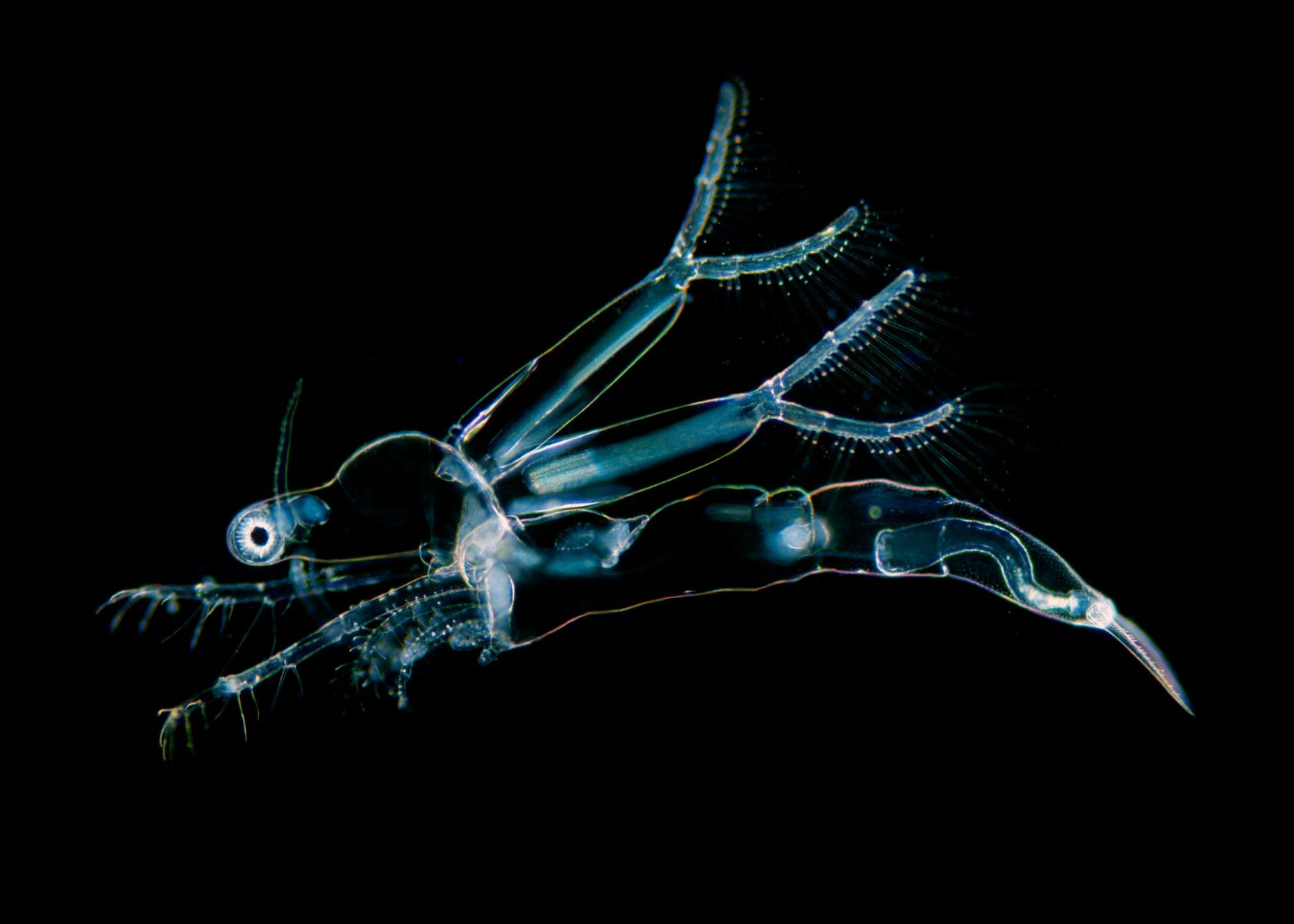 When fish snack on ‘ghost fleas,’ the neurotoxin they accumulate poses a risk to human fish eaters (Wim Van Egmond/Science Photo Library)