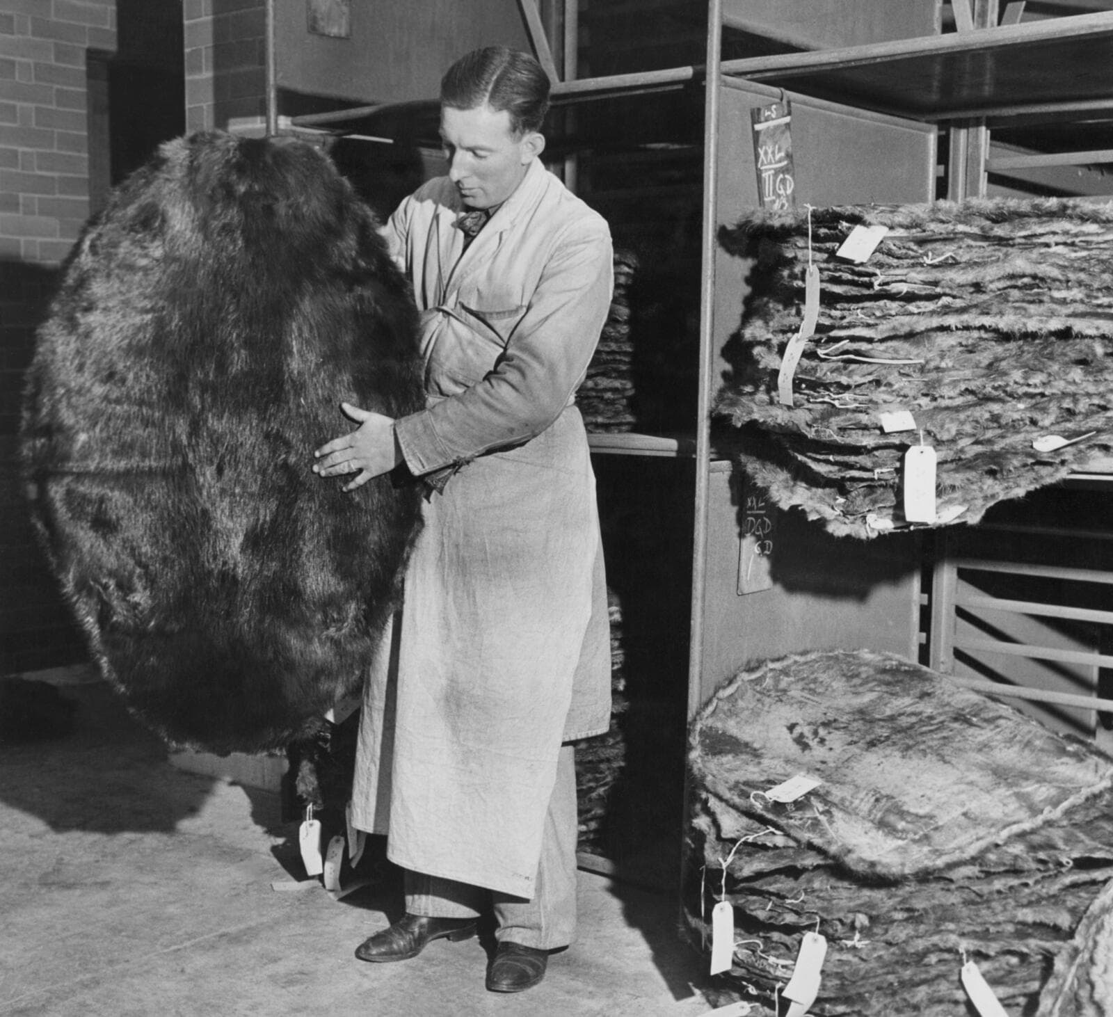 A worker inspects beaver pelts at HBC’s York Factory in 1946 (George Konig/Keystone Features/Getty Images)