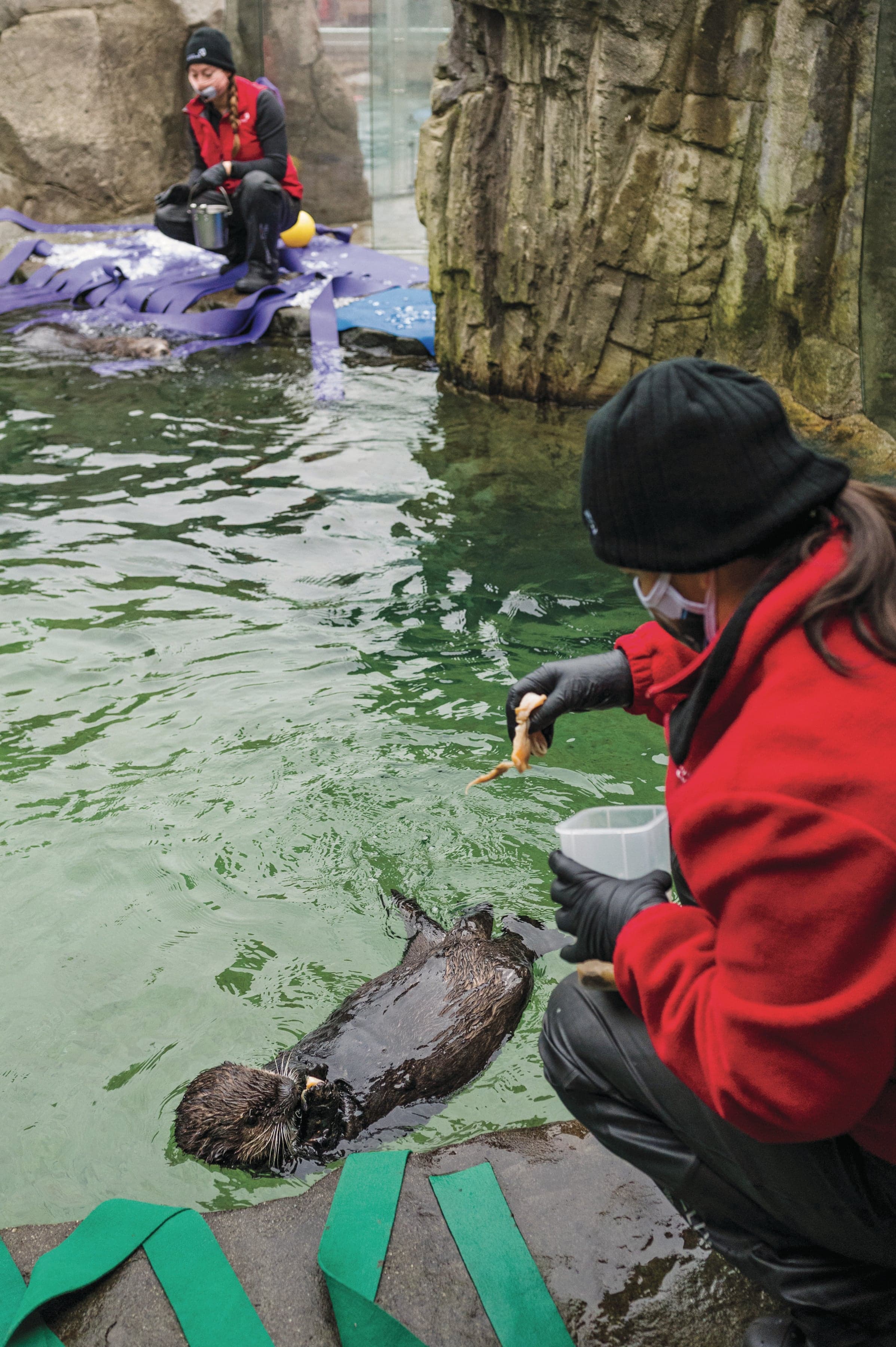 The otter’s pandemic-weary fans watch as he eats, sleeps, plays and is groomed by his caretakers (Photograph by Felicia Chang)