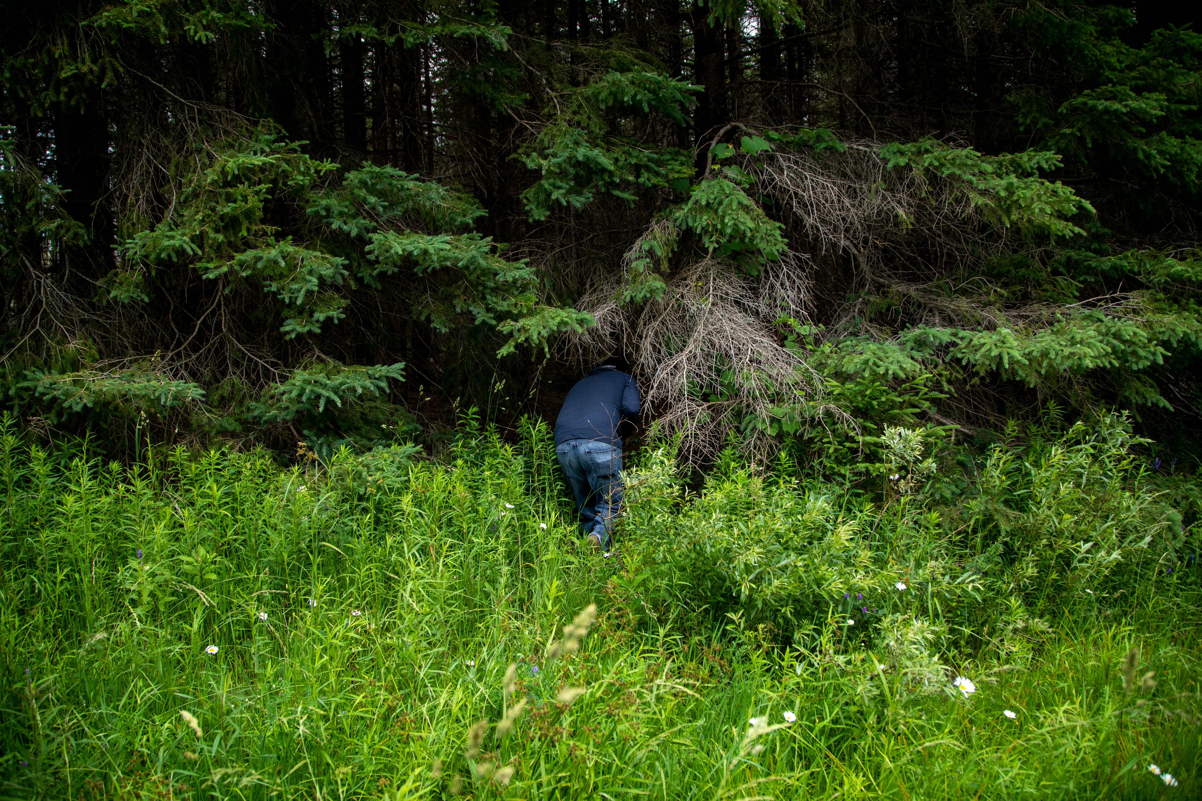 Seed collector Chris McGee out prospecting different types of trees in anticipation for seed picking in the fall on June 25, 2021. Carlos Osorio for Maclean's Magazine.