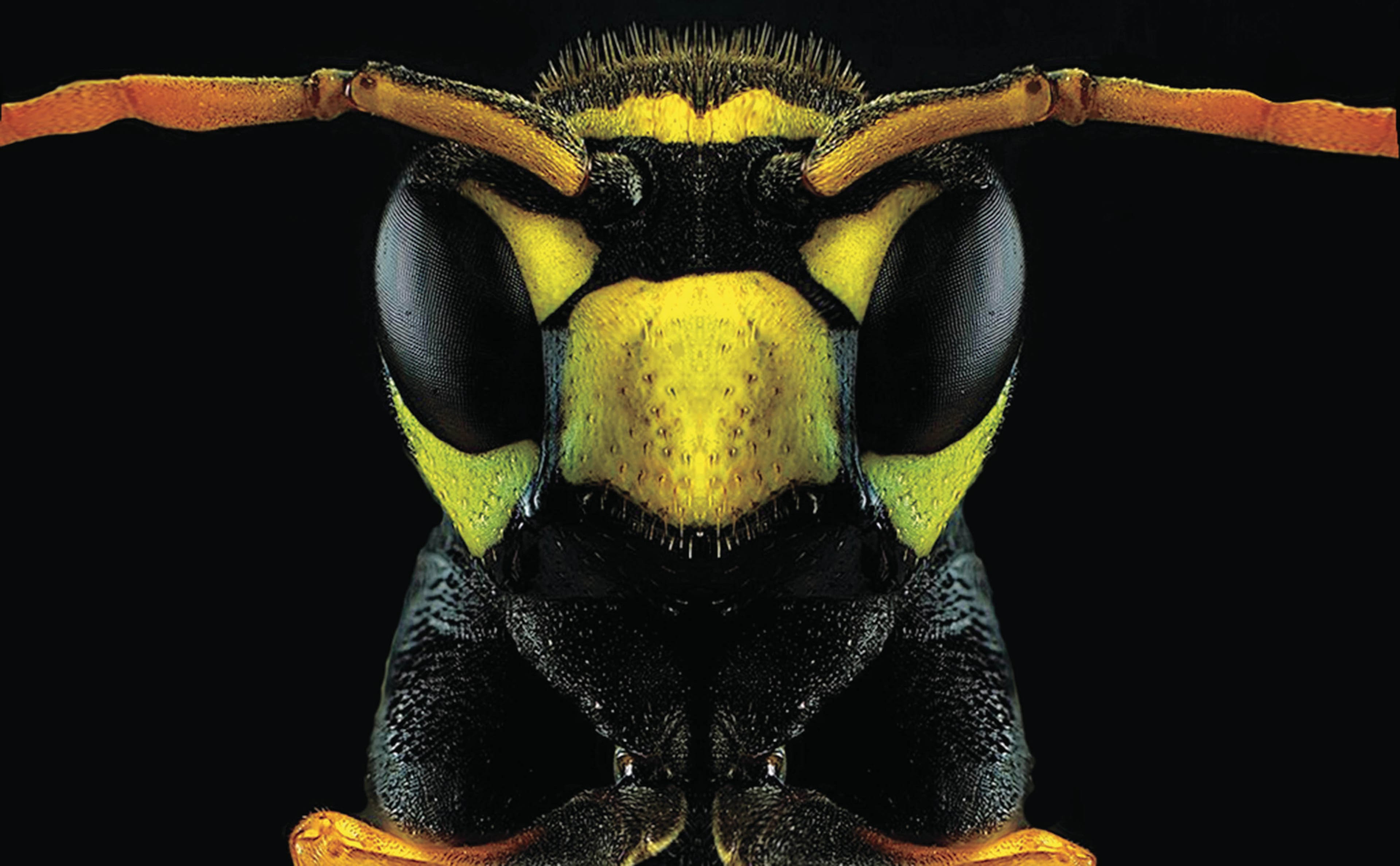 Yellow jacket wasp/ Vespula vugalris
The villainous vibes of this common wasp found in North America are apt – yellow jackets sting so unless you’re a pro, steer clear.
(Paul Parent)