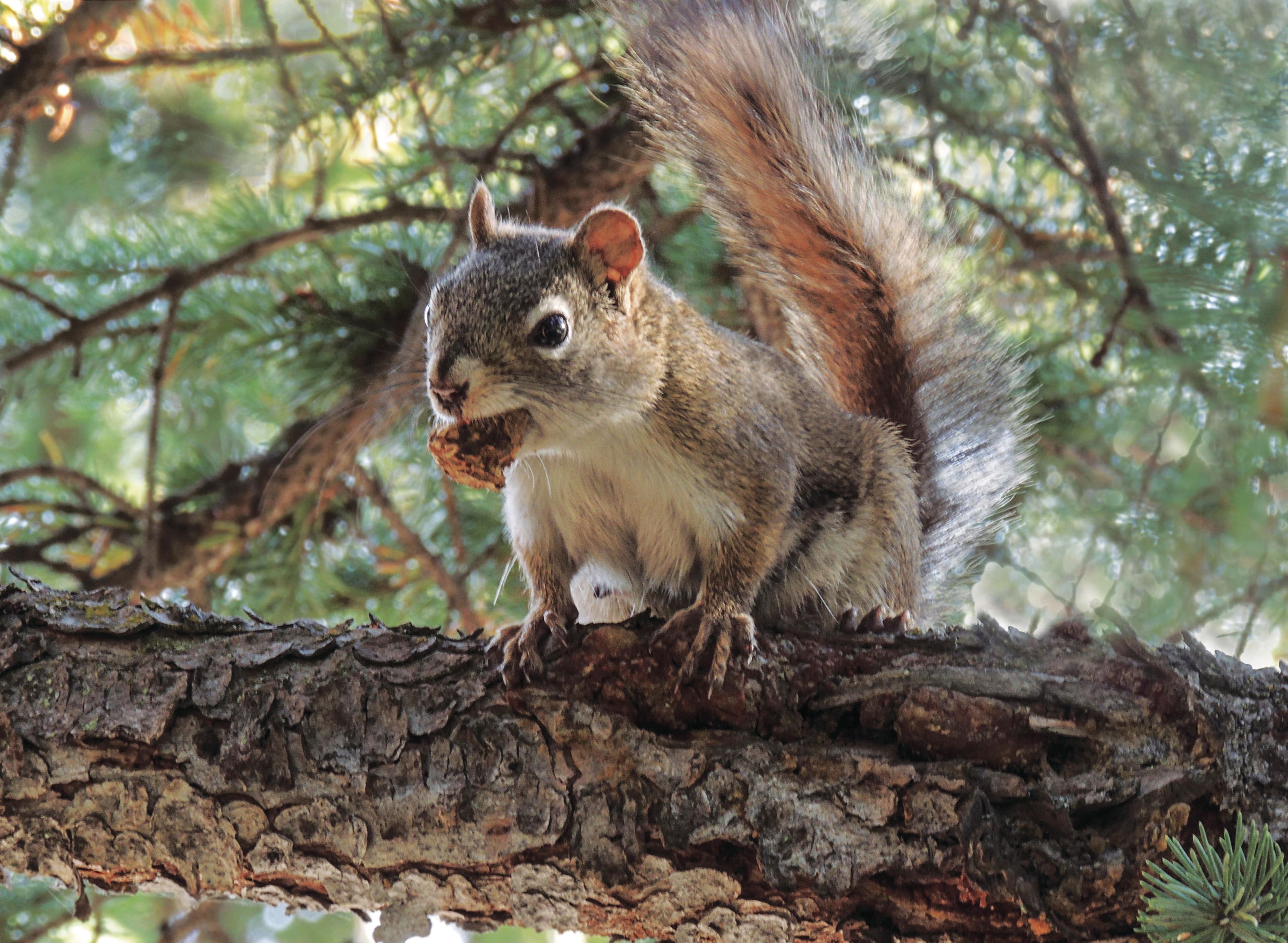 How humans and squirrels team up to collect tree seeds—and save the planet