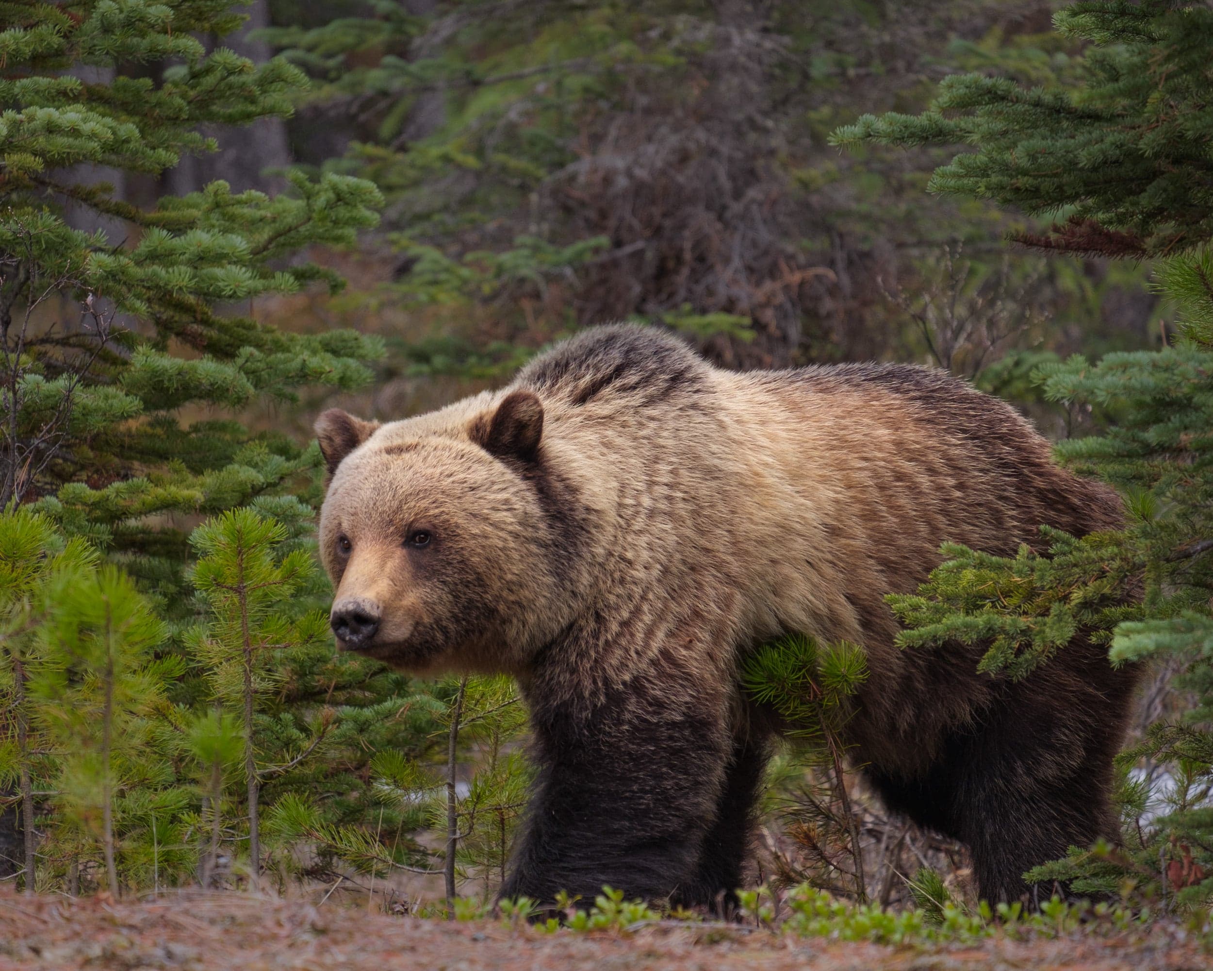 Gordon Stenhouse, Grizzly whisperer, on humans sharing the world with bears