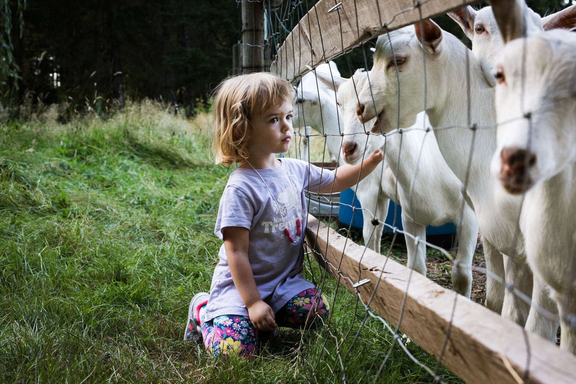The Bergot-Brownings’ neighbours lent the family a herd of 14 goats. Nora, the couple's daughter, once invited seven of them inside for tea. (Photography by Melissa Renwick)