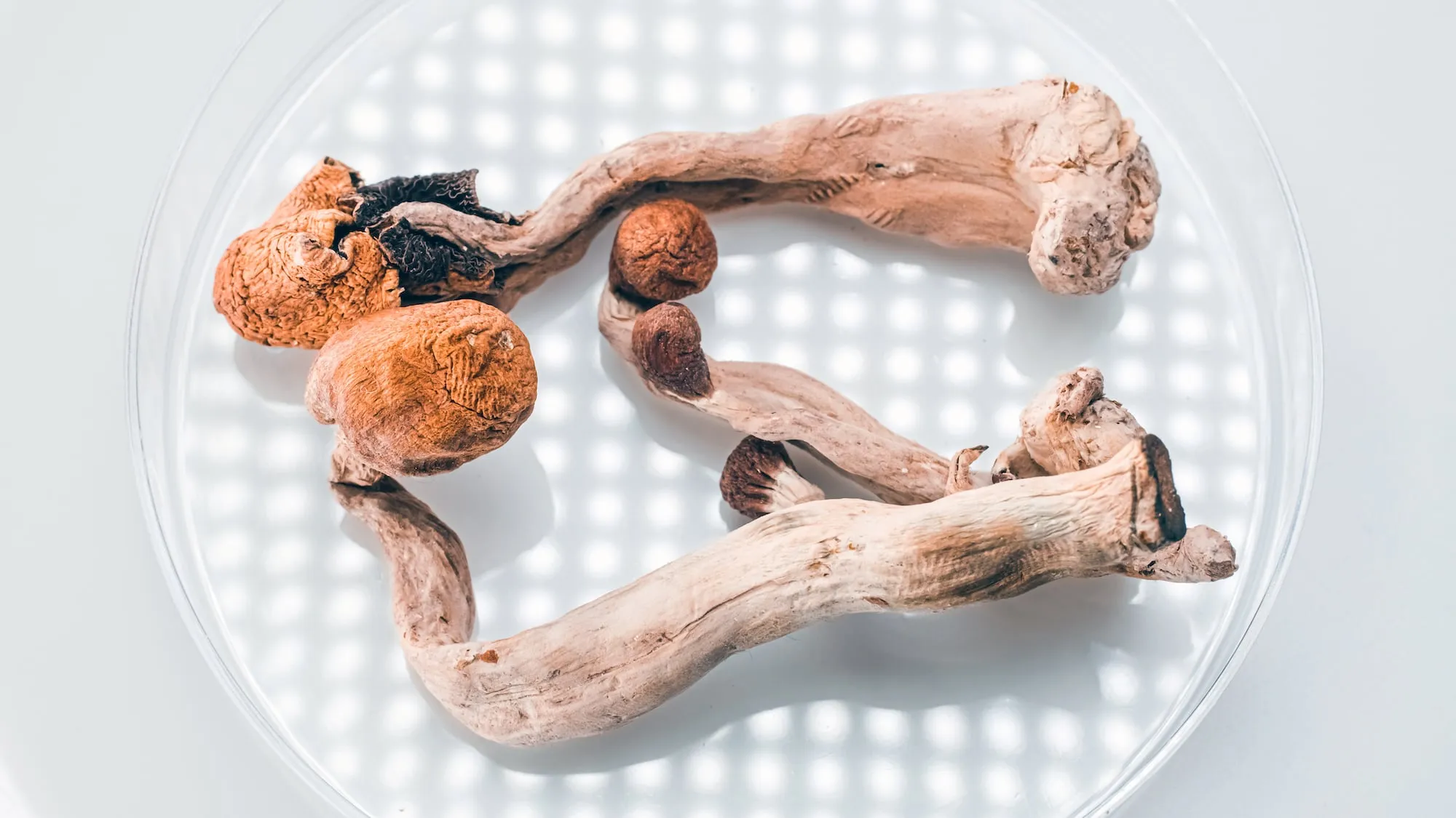 Magic Mushrooms in a petri dish. Psilocybin compound laboratory research.