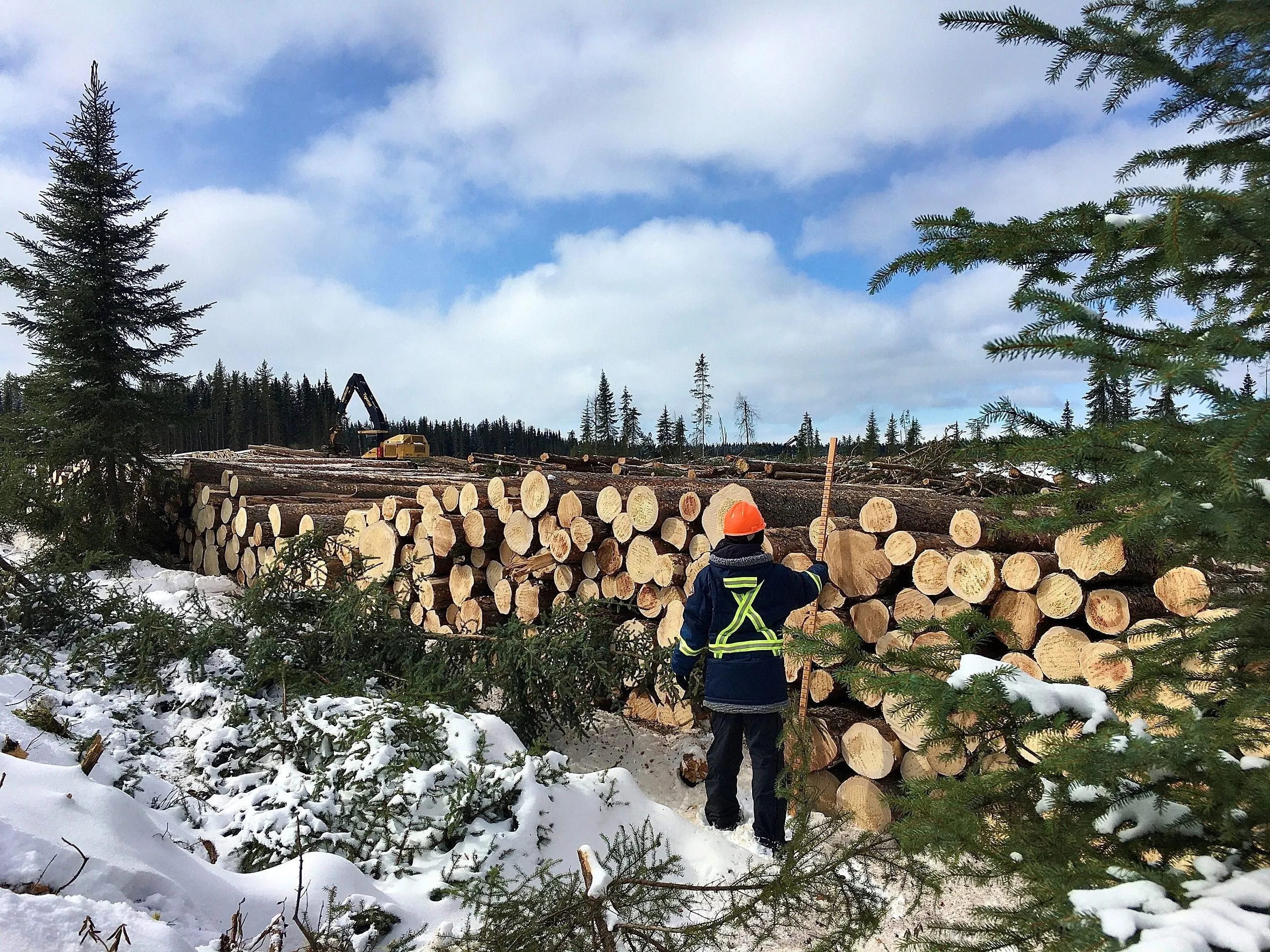 An employee of Mistik Management Ltd. measures a log pile as part of the company’s sustainable forest operations. Photo provided by MLTC Industrial Investments.