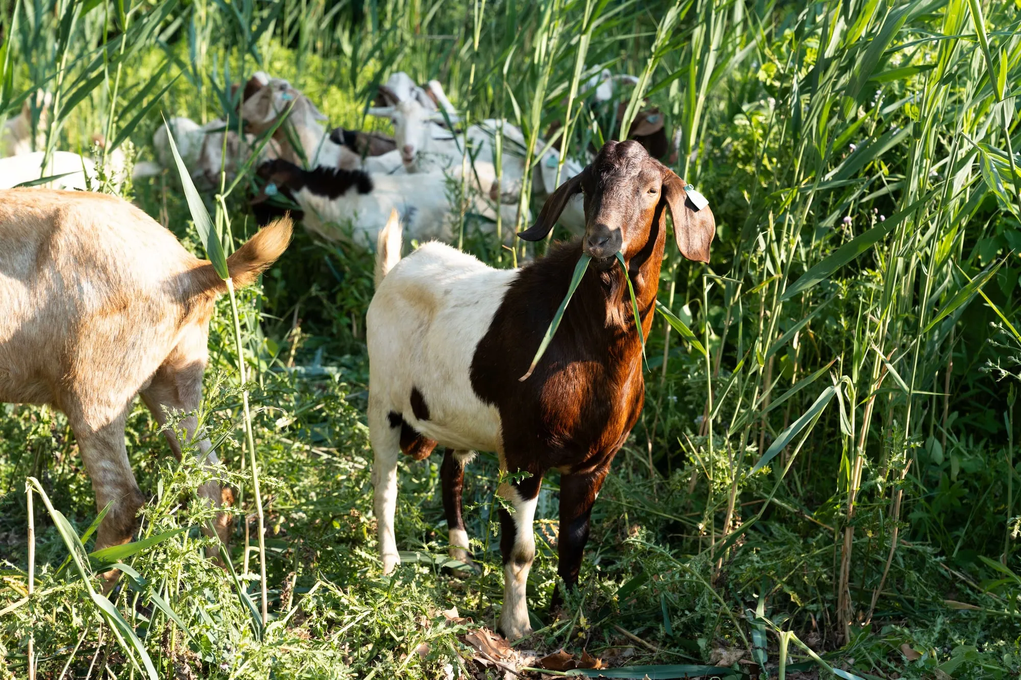 WEB_GOAT GRAZING_JULIE JOCS288AK