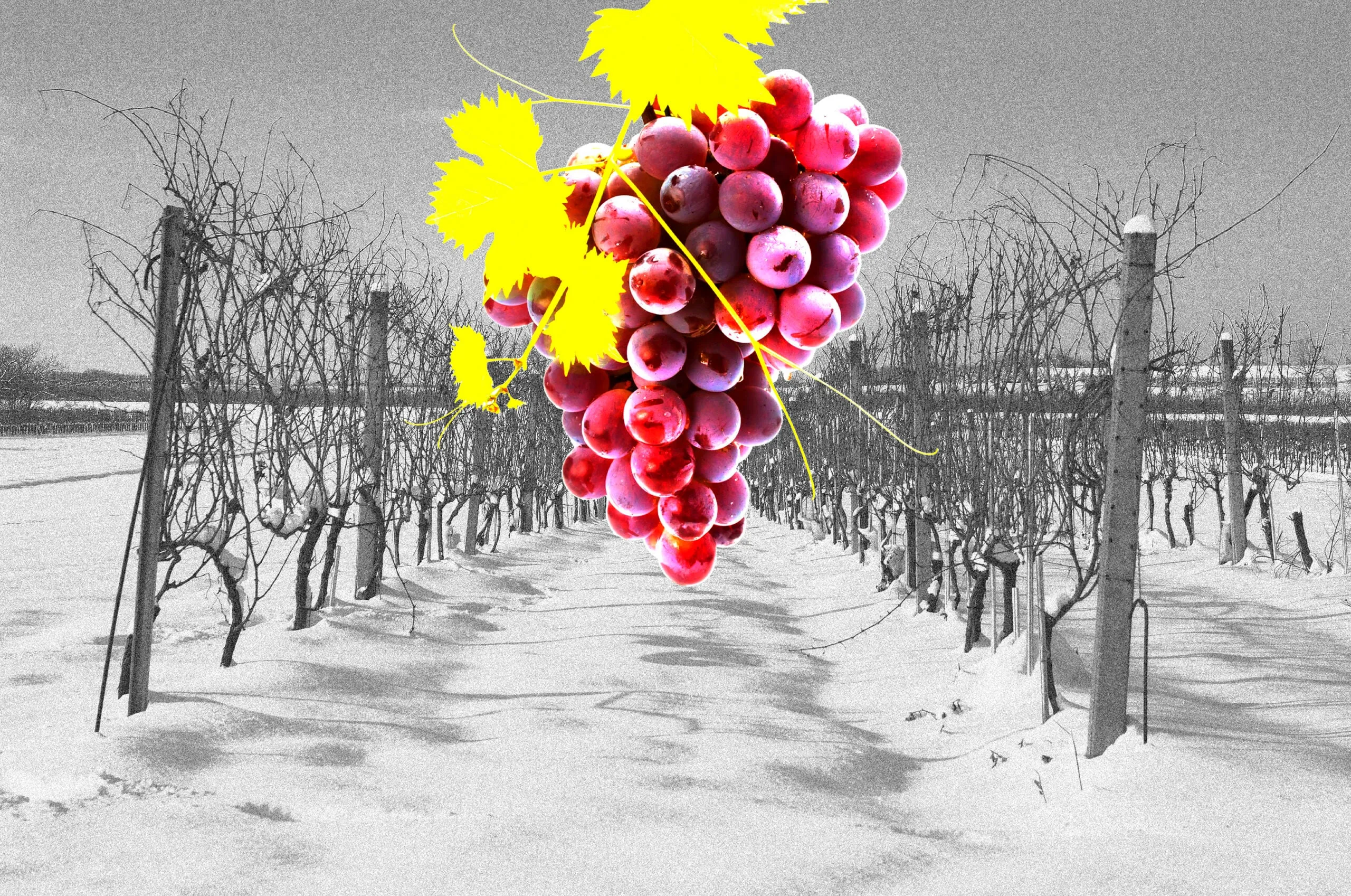A bunch of red grapes in the middle of a black and white vineyard path