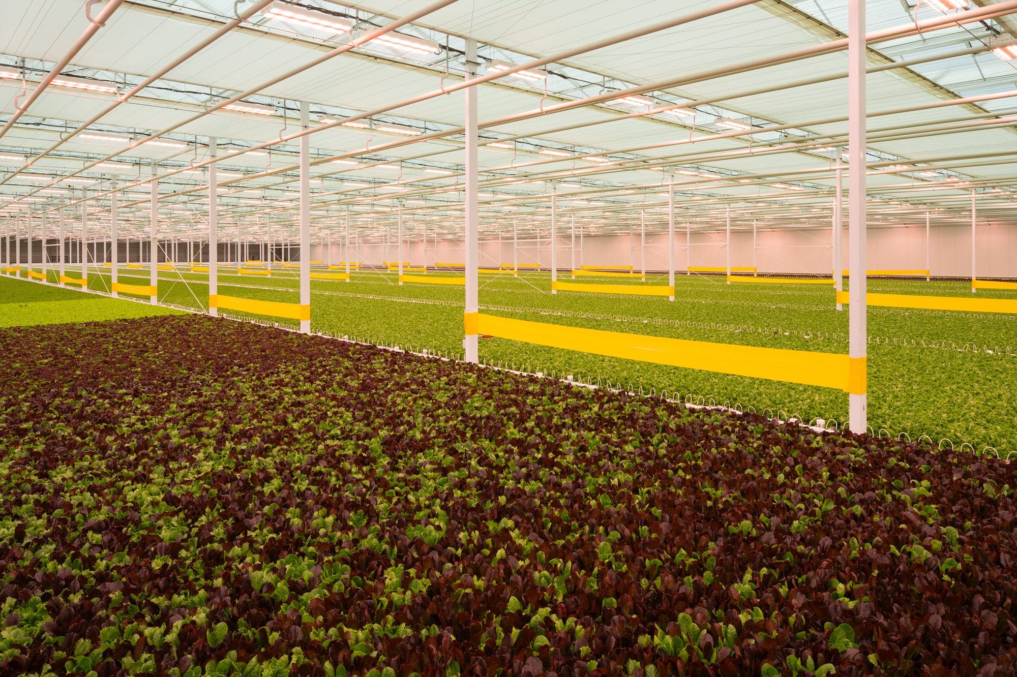 A greenhouse filled with beds of lettuce, as far as the eye can see