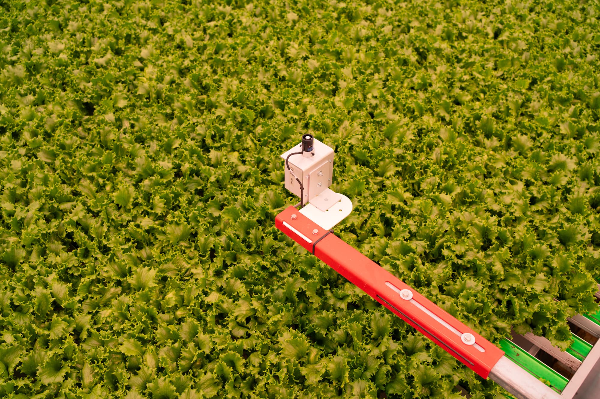 A red machine arm hovering over a bed of lettuce