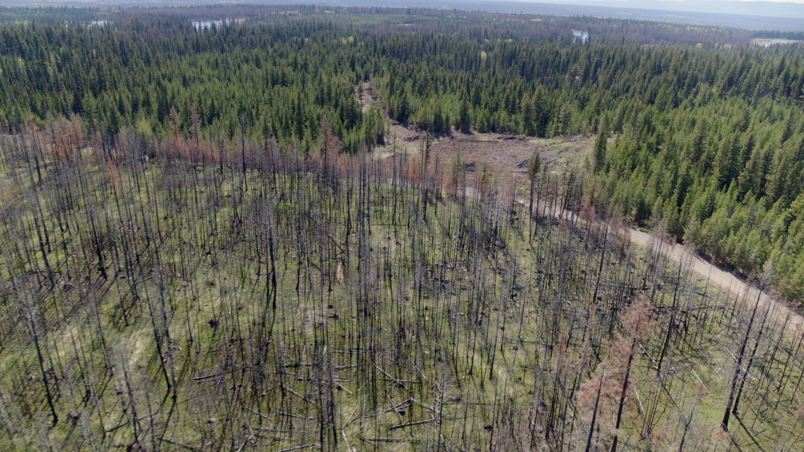 Aerial view of wildfire impacted forest © Ajax Creative / WWF-Canada
