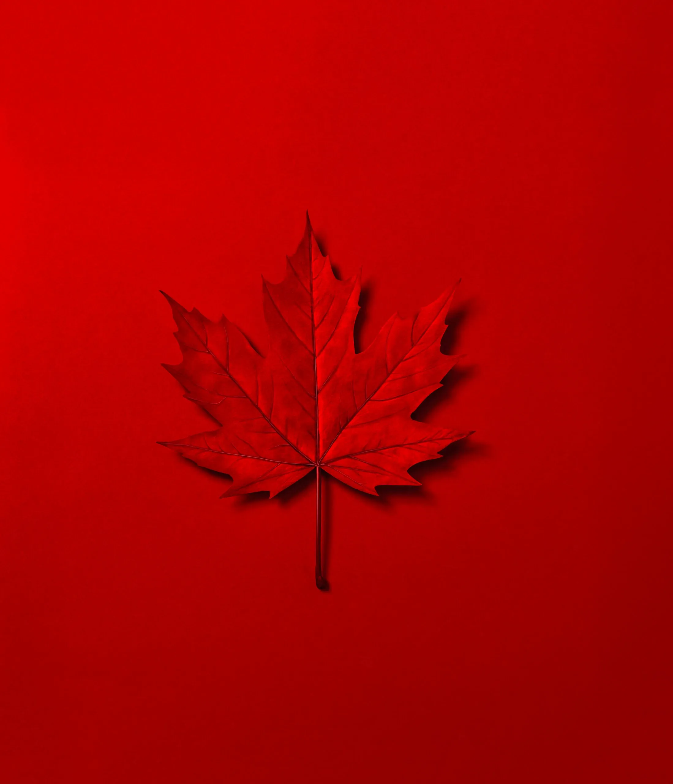 A red Canada leaf