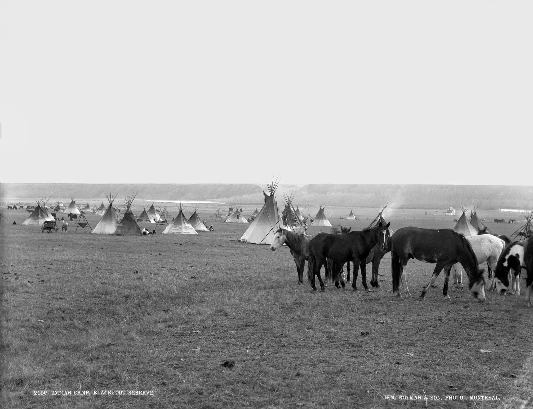 Several black cattle next to a cluster of teepees in an open field