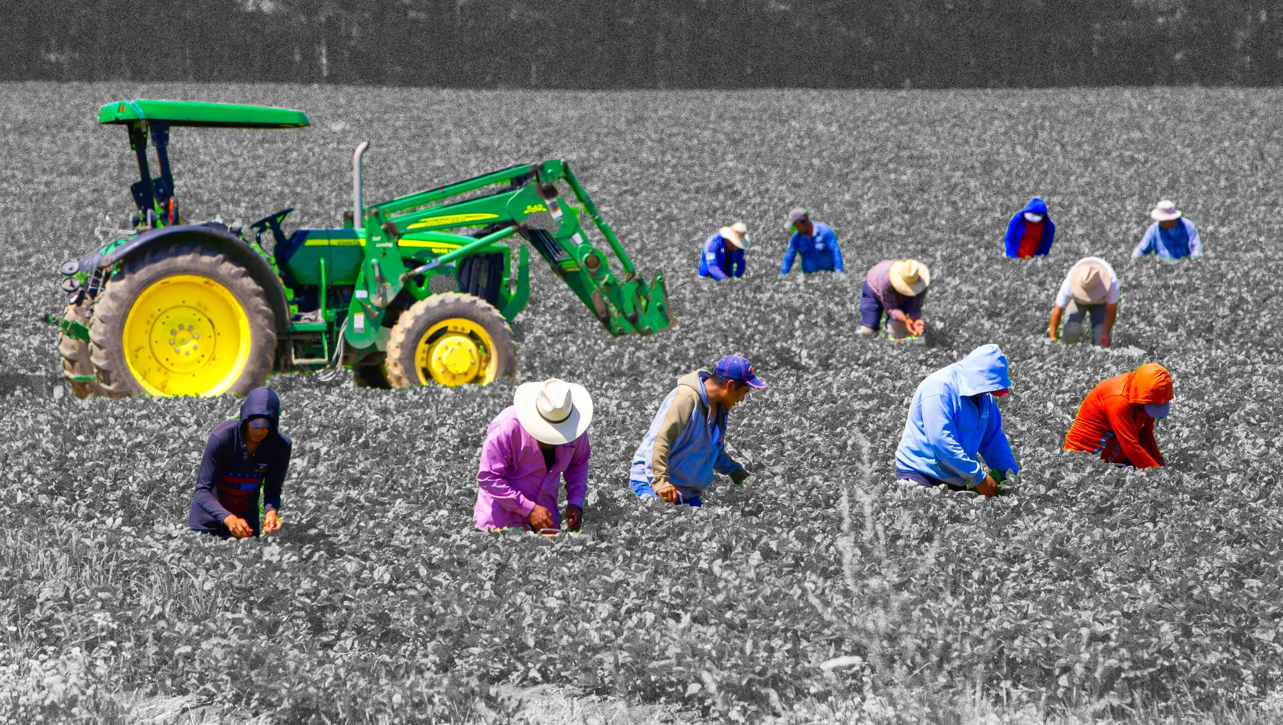 Farm workers in a field