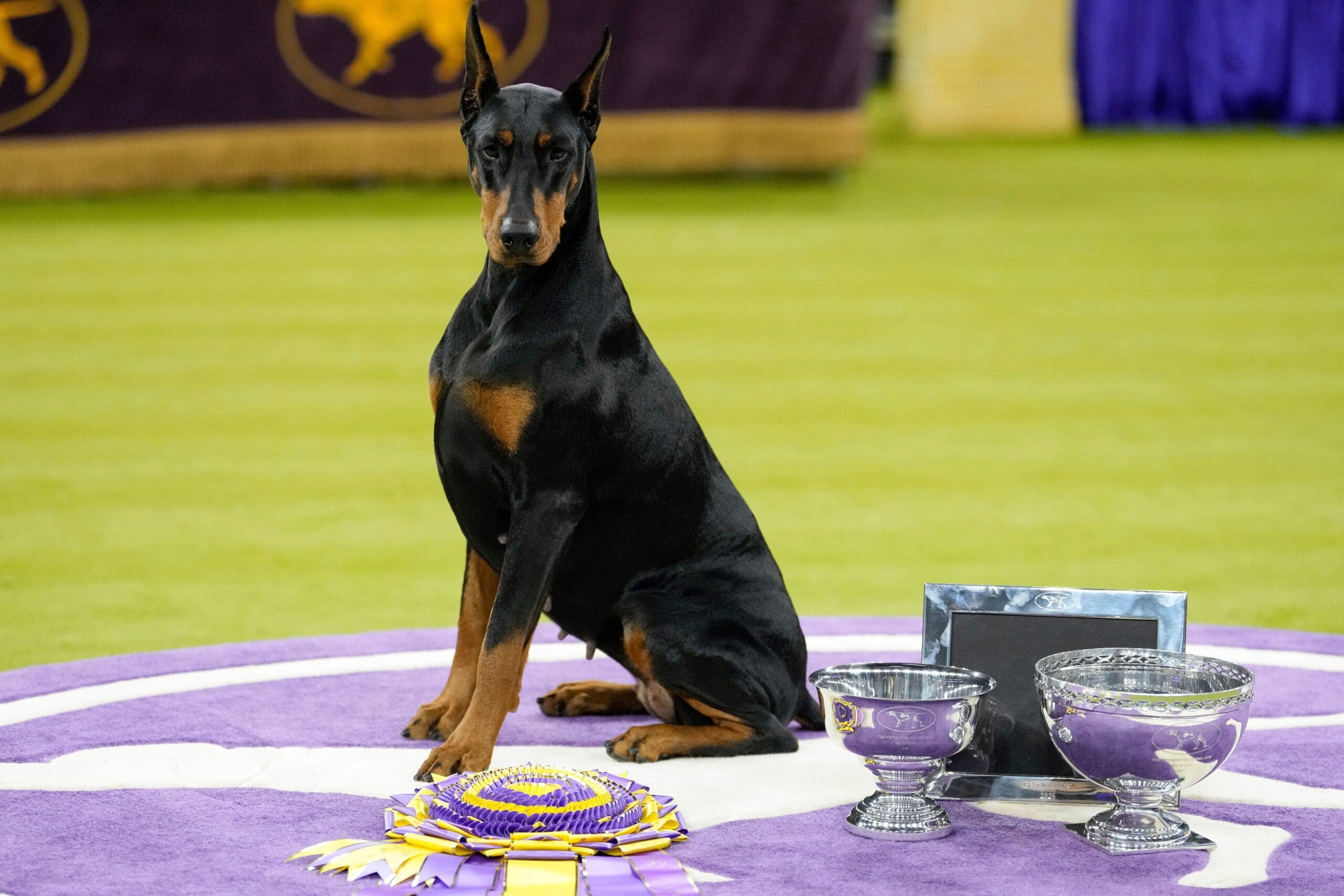 How to Win the Westminster Dog Show