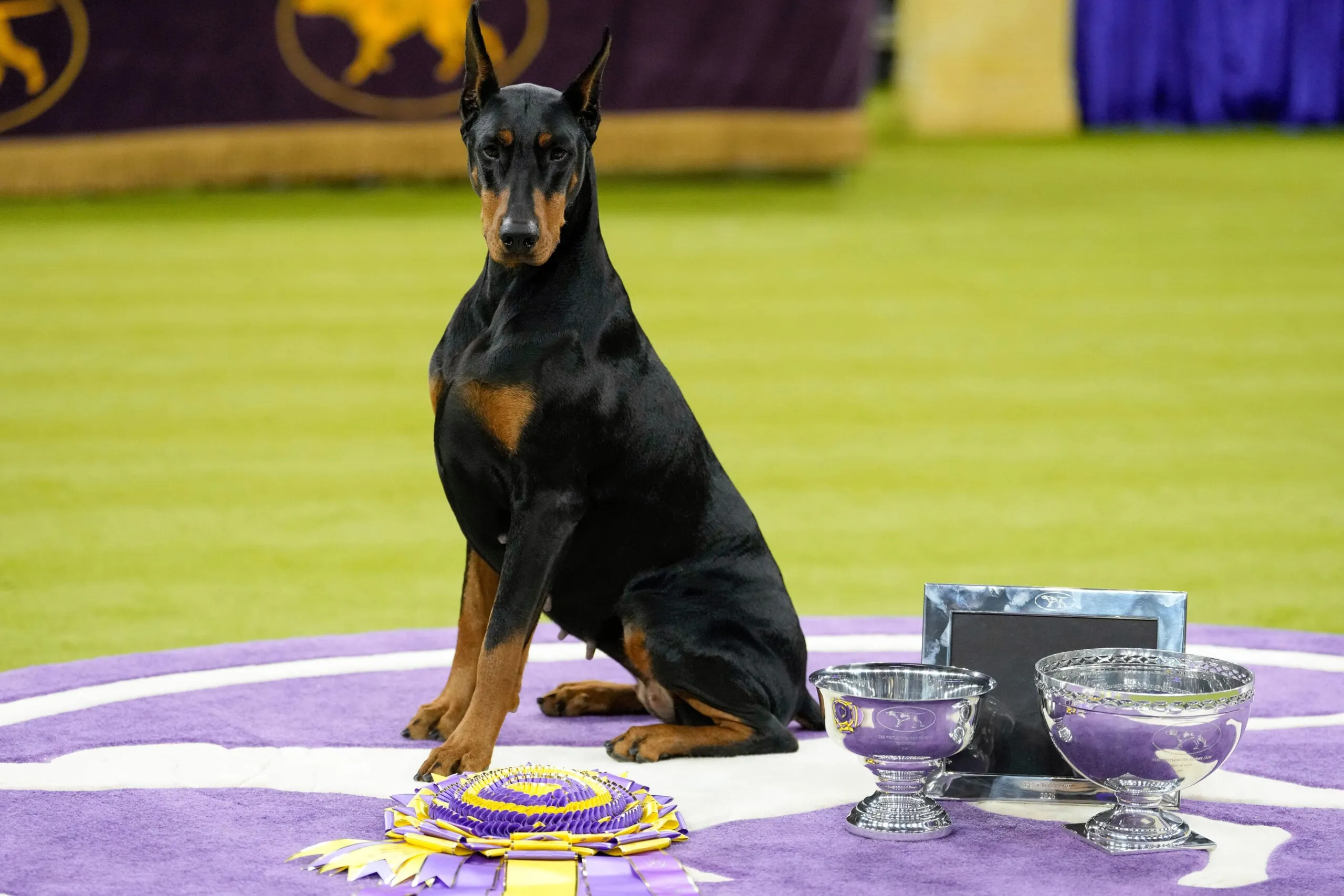 A doberman sitting next to a prize ribbon