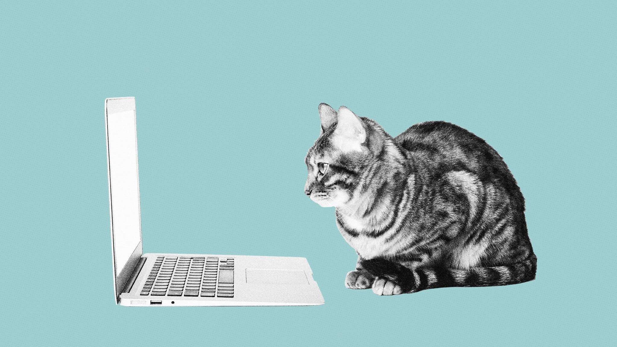 A cat crouching in front of an open laptop