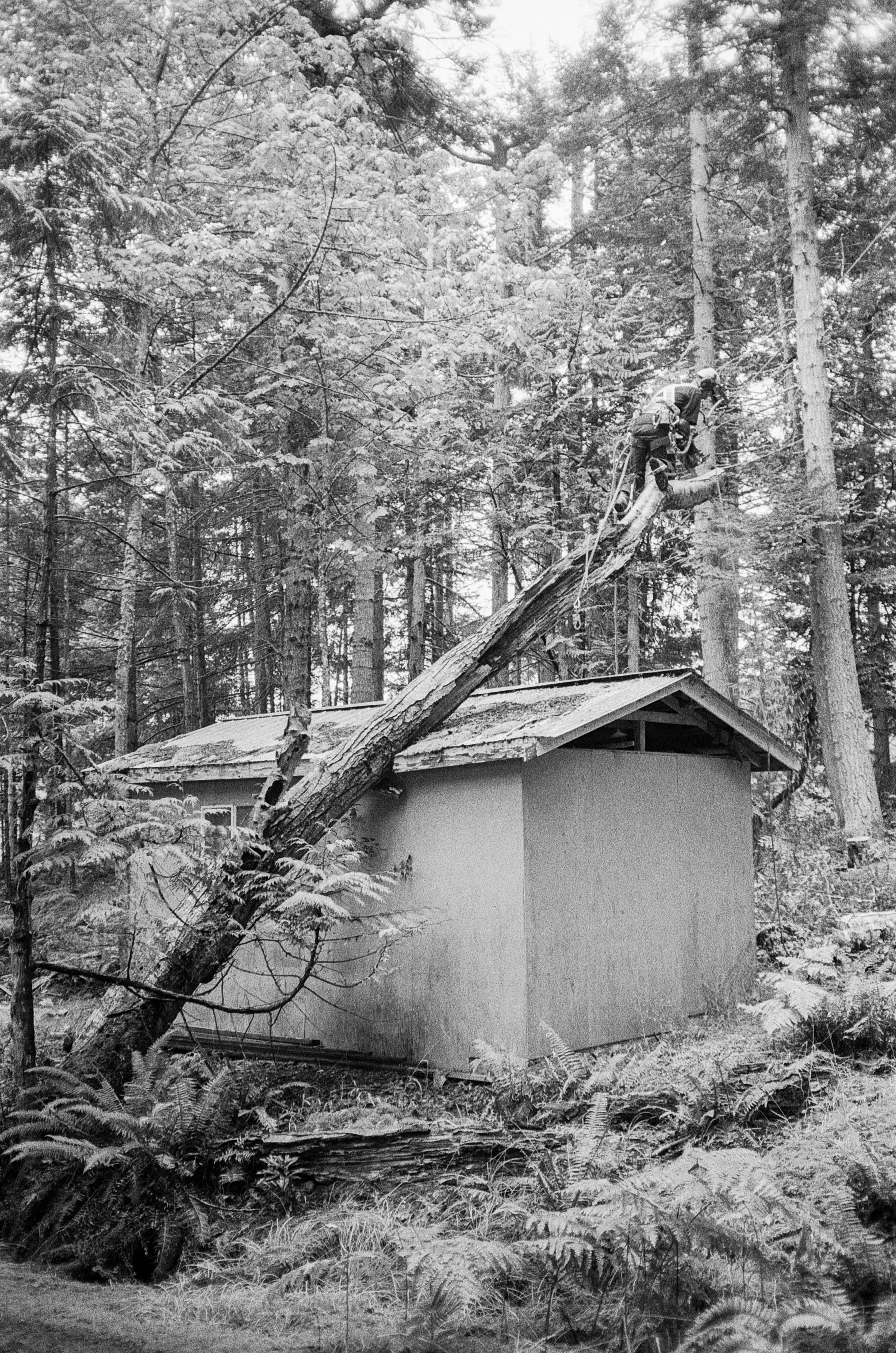 A dead tree leaning on a small building in the centre of a forest