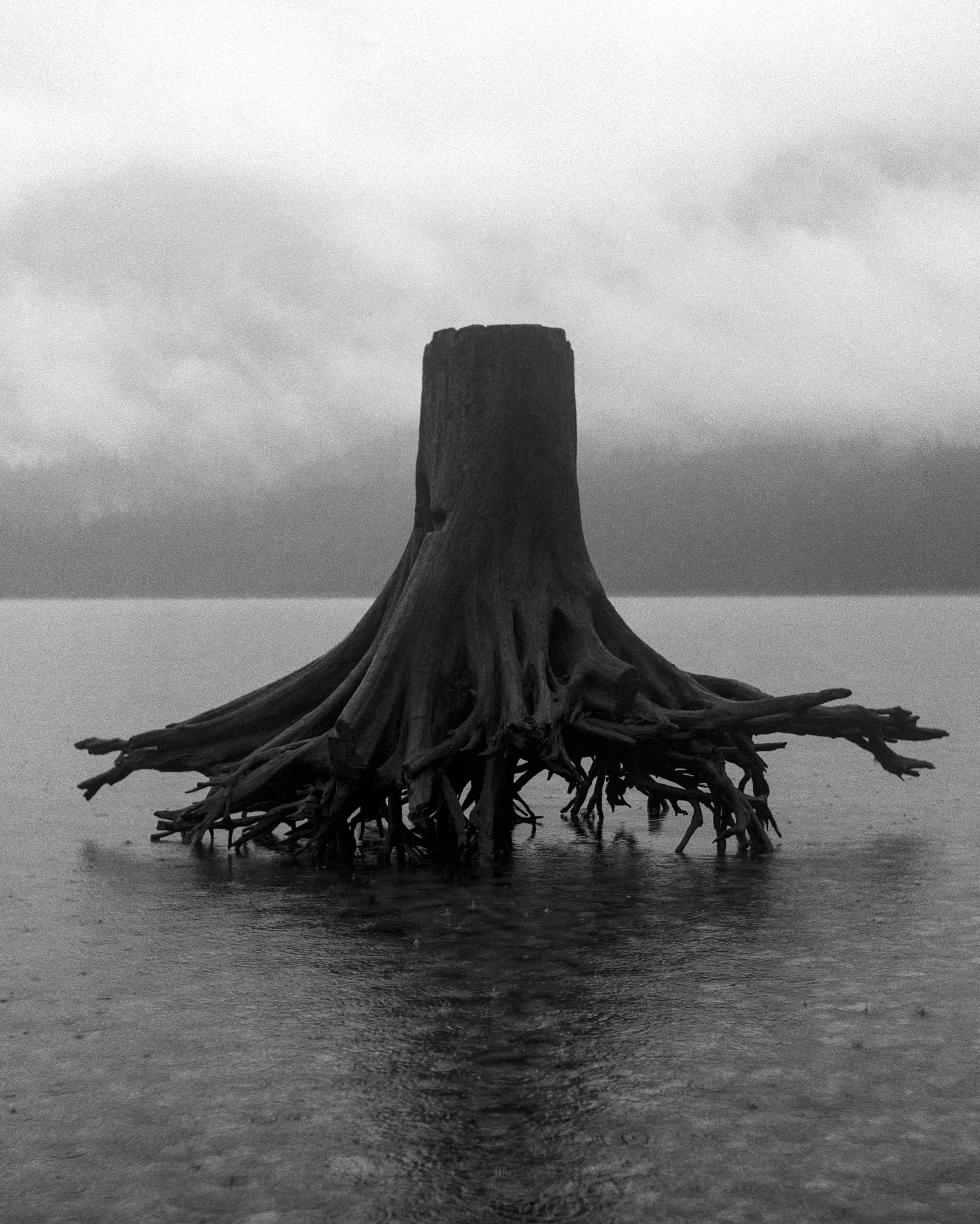 A tree stump with exposed roots in a body of water