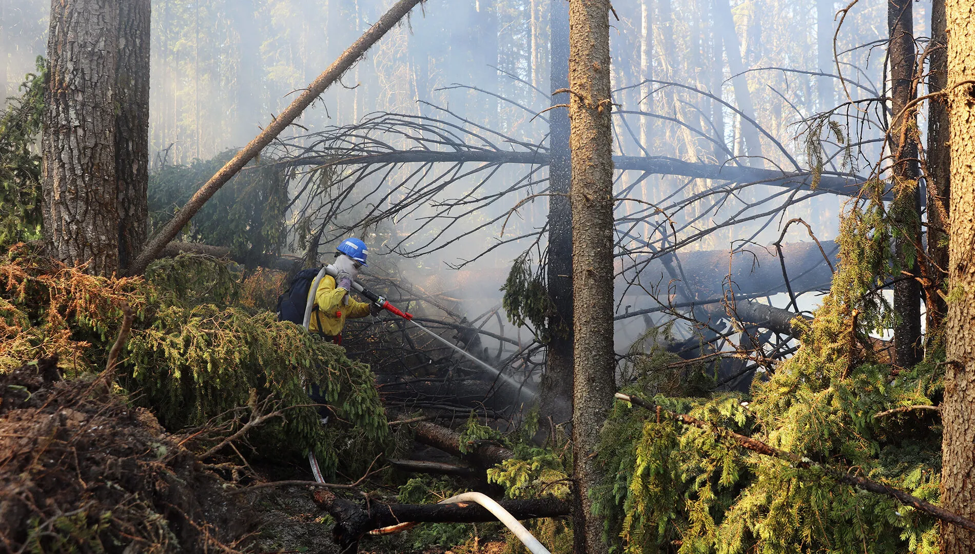 A firefighter in a forest