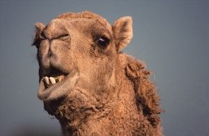 Save the earth, kill a camel