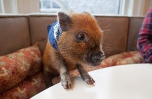 Tiny pigs with a big price tag