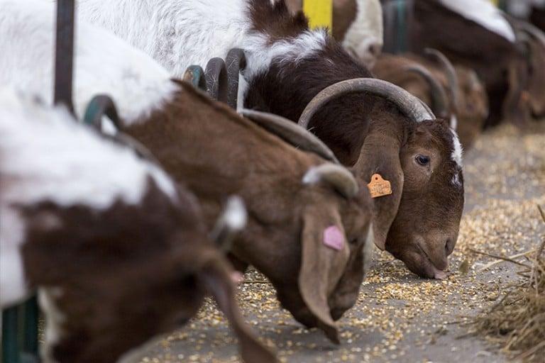 <p>Goats feeding at Teal&#8217;s Meats in Waterford, Ontario on January 23, 2017. (Photograph by Nick Iwanyshyn)</p>
