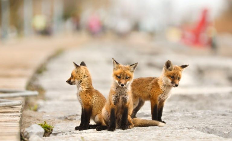 A few of the young kits at Woodbine Beach in Toronto; when passersby began taking selfies with the animals, a local wildlife centre intervened (Richard Lautens/Toronto Star/Getty Images)