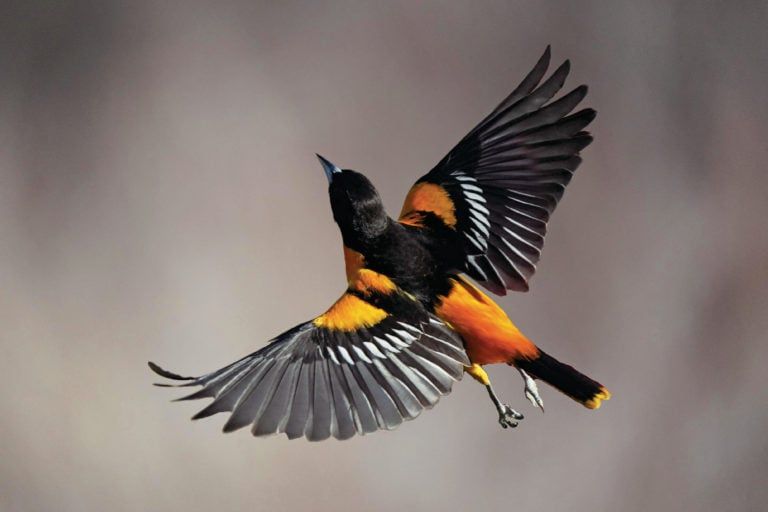 Baltimore orioles fly north each spring from as far south as northern Venezuela (Janet Griffin-Scott/Alamy)