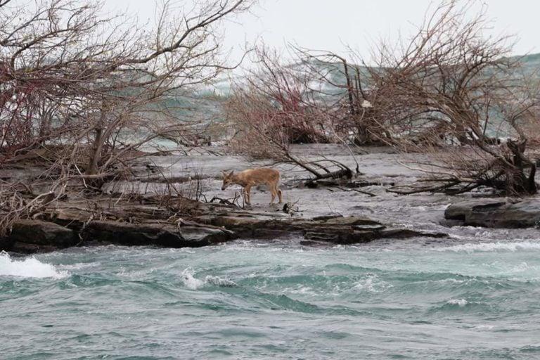 The white-tailed deer stranded on a small, nameless island next to Horseshoe Falls (Kip Finn)