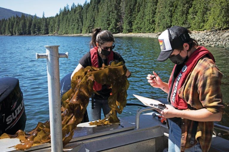 Byrne (left) measures bull kelp near Campbell River, B.C., with NIC graduate Sally Enns (Photograph by Melissa Renwick)