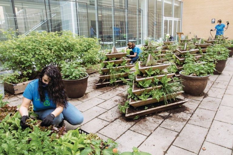 Dawson College Health Science student Arzeoo Haydari harvests greens at the theatre garden at the Dawson College campus