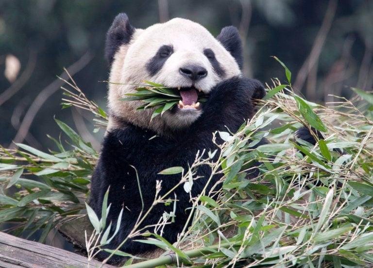 Panda Er Shun (Adrian Wyld/CP)